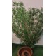 Yapraklı Bambu (Tekli) 180cm